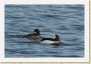 DSC_5121 Buffleheads * 826 x 550 * (151KB)
